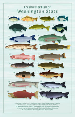 "Fresh water fish in Washington" - Informative Illustration